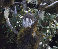 Glaucidium bolivianum