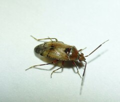 Alloeotomus gothicus