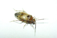 Alloeotomus gothicus