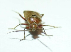 Alloeotomus gothicus