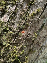 Leiobunum calcar