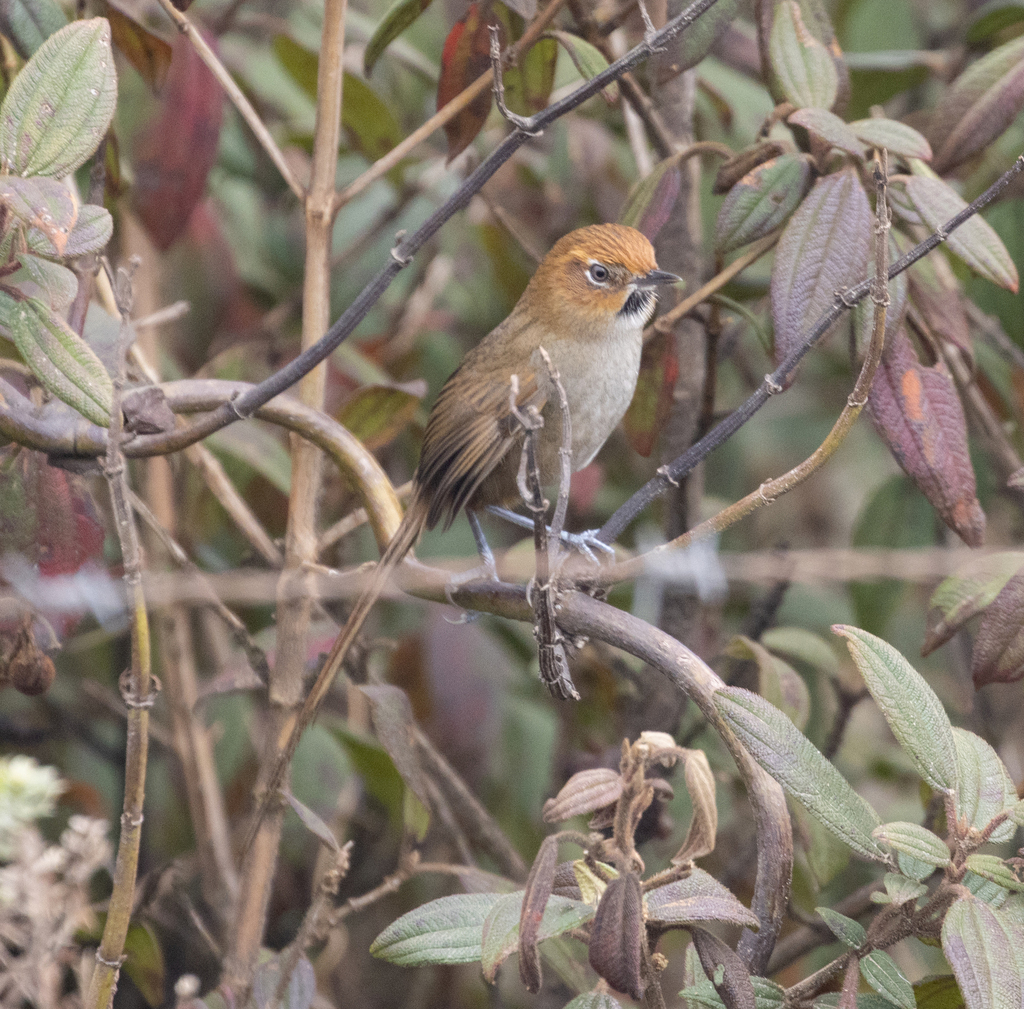 Black-throated Thistletail photo
