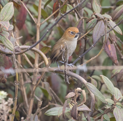 Black-throated Thistletail