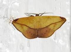 Herbita praeditaria