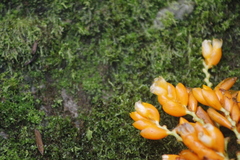 Stromanthe jacquinii