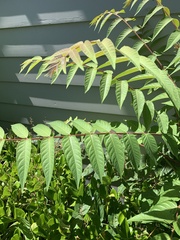 Ailanthus altissima