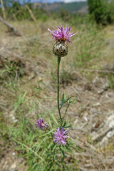 Centaurea scabiosa grinensis