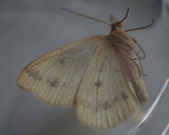 Macaria ribearia
