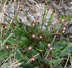 Juncus drummondii