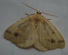 Macaria ribearia