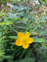 Hypericum foliosum