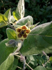 Physalis coztomatl