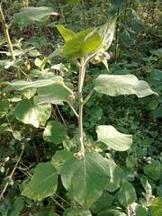 Physalis coztomatl