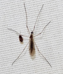 Teucholabis complexa