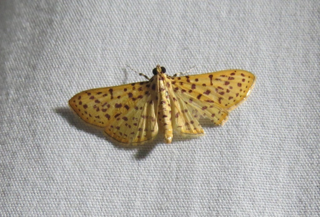 Red-Spotted Sweetpotato Moth