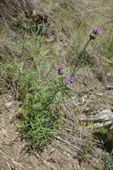 Centaurea scabiosa grinensis