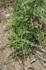 Centaurea scabiosa grinensis