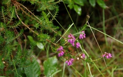 Erica tetralix