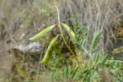 Vicia onobrychioides