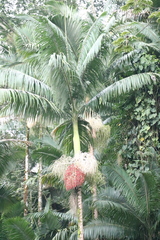 Archontophoenix alexandrae