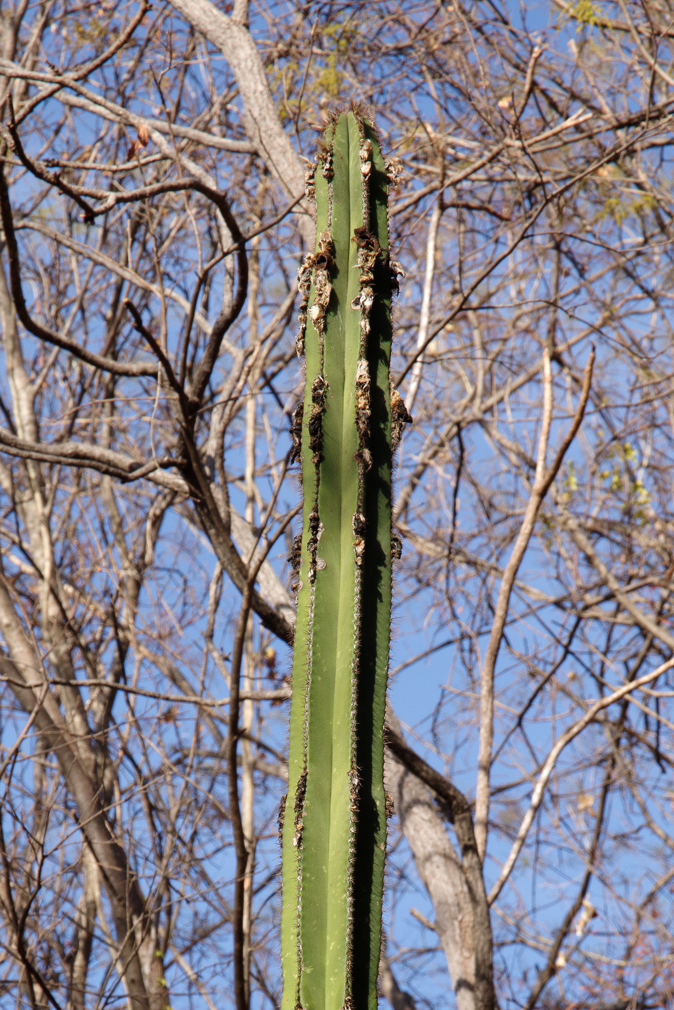 Pilosocereus floccosus ssp. floccosus