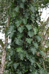 Philodendreae