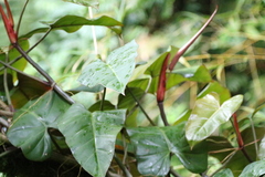 Philodendron erubescens