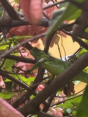 Iguana iguana