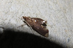 Liopasia apicenotata