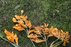 Stromanthe jacquinii