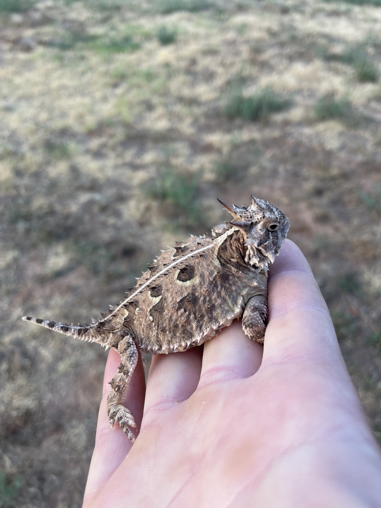 Texas Horned Lizard in July 2022 by americanbadger · iNaturalist