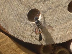 Trypoxylon collinum rubrocinctum