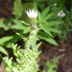 Cirsium osterhoutii
