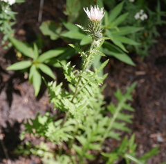 Cirsium osterhoutii