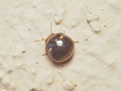 Coptosoma xanthogramma