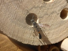 Trypoxylon collinum rubrocinctum