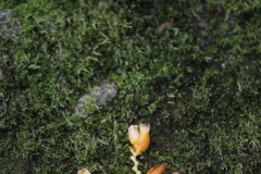 Stromanthe jacquinii