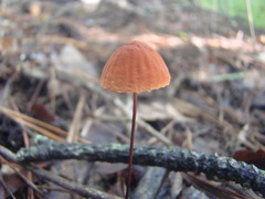 Marasmius fulvoferrugineus