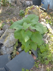 Paulownia tomentosa