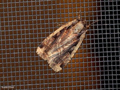 Eueretagrotis sigmoides