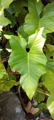 Philodendron ruthianum