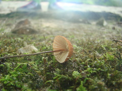 Marasmius fulvoferrugineus