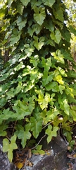 Philodendron ruthianum