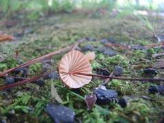 Marasmius fulvoferrugineus