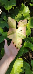 Philodendron ruthianum