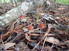 Marasmius fulvoferrugineus