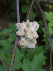 Ampelomyia vitiscoryloides