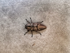 Actenodes calcaratus