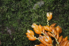 Stromanthe jacquinii