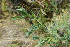 Vicia onobrychioides